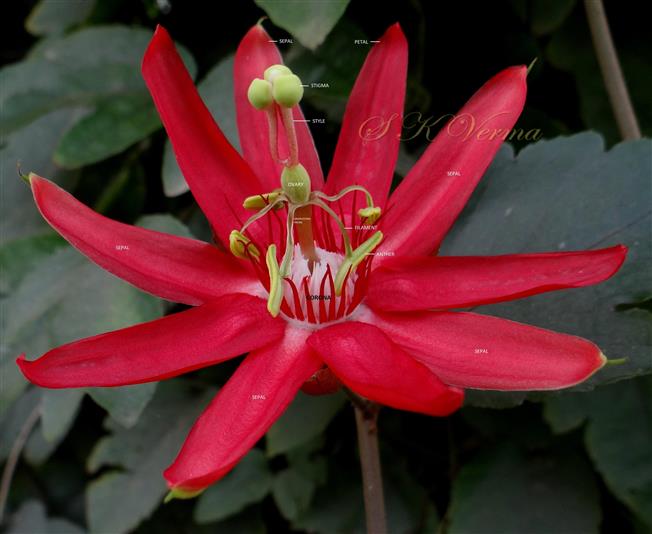  Flower
